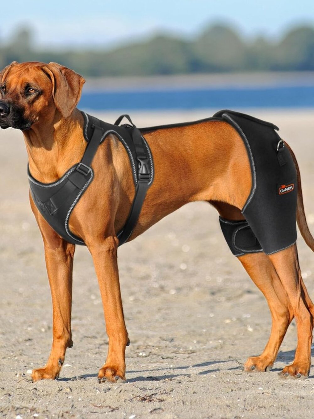 CHAMIN Dog Hip Brace with Back Handheld Design